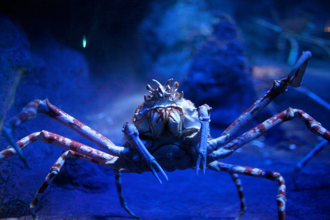 Japanische Kampfkrabbe, Underwater World Aquarium, Sentosa Island, Singapur