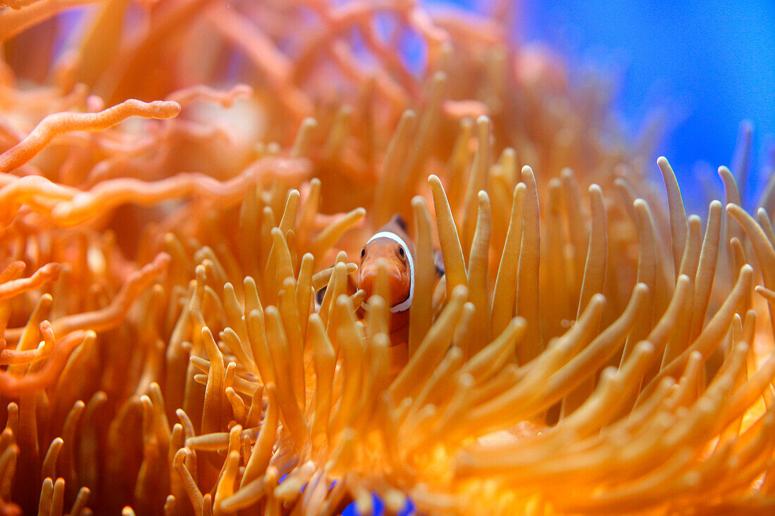 Clownfisch, Underwater World Aquarium, Sentosa Island, Singapur