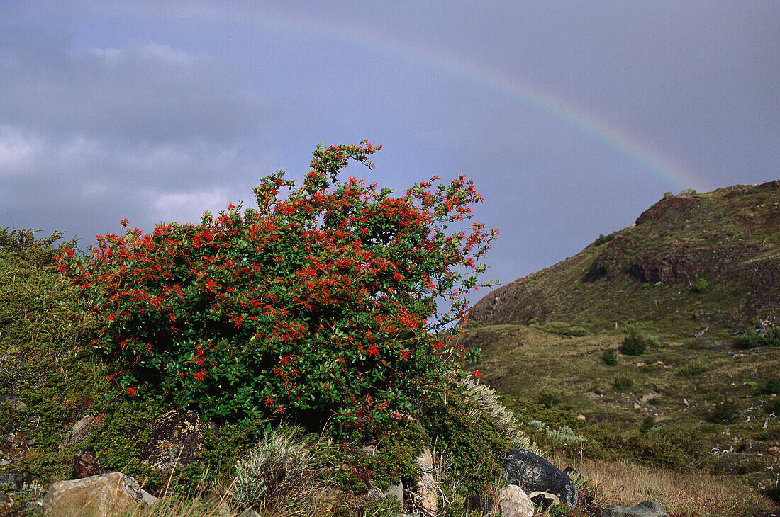 Feuerbusch in Chilenische Landschaft, Regenbogen im Hintergrund, Chile, Südamerika