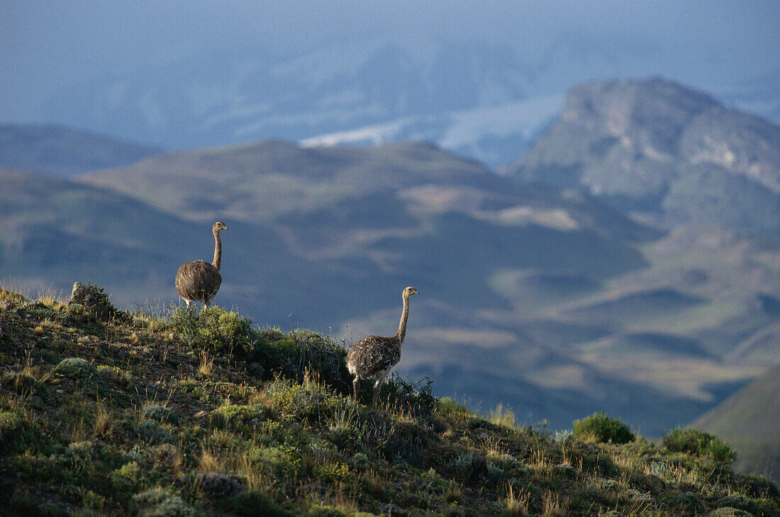 Lesser Rhea, Darwins Rhea, Pterocnemia pennata, Torres del Paine National Park, Chile