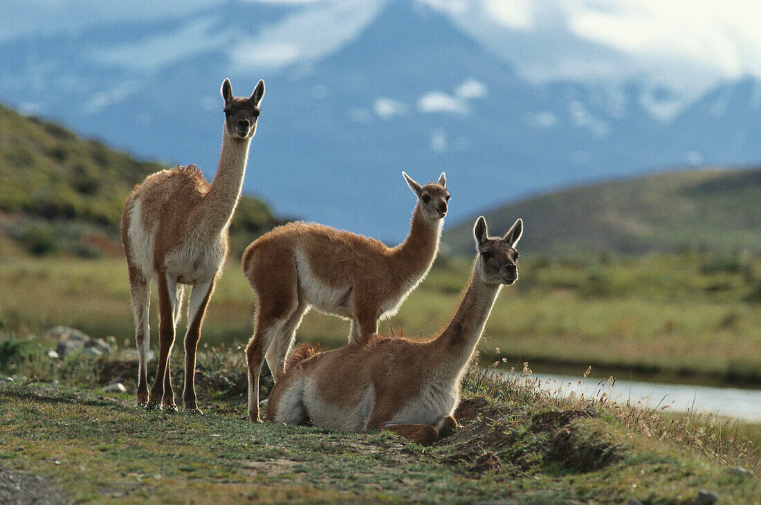 Guanako mit Jungem, Nationalpark Torres del Paine, Anden, Patagonien, Chile