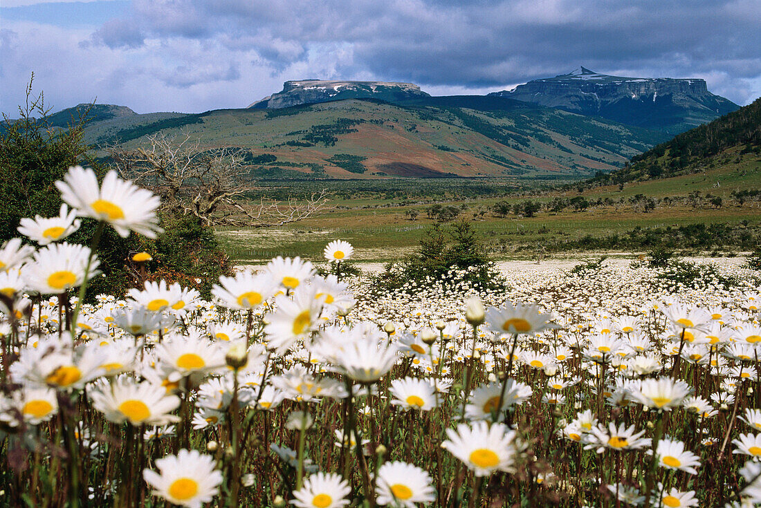 Eine Blumenwiese, Patagonien, Chile