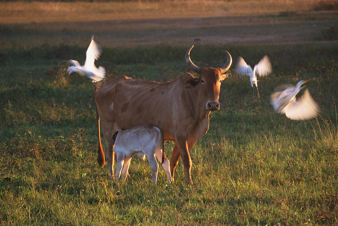 Cattle, Cow and calf in a field, Pantanal, Mato Grosso, Brazil