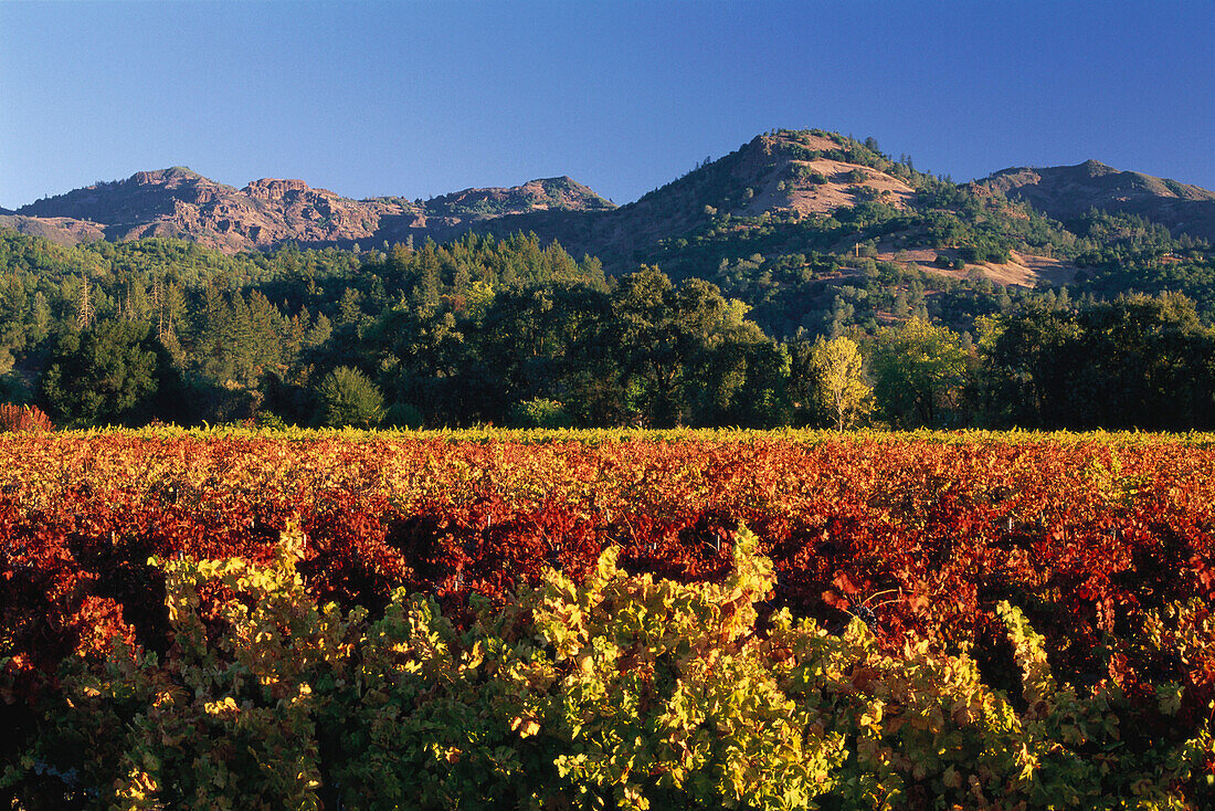Weinfelder, Calistoga, Napa Valley, Kalifornien, USA