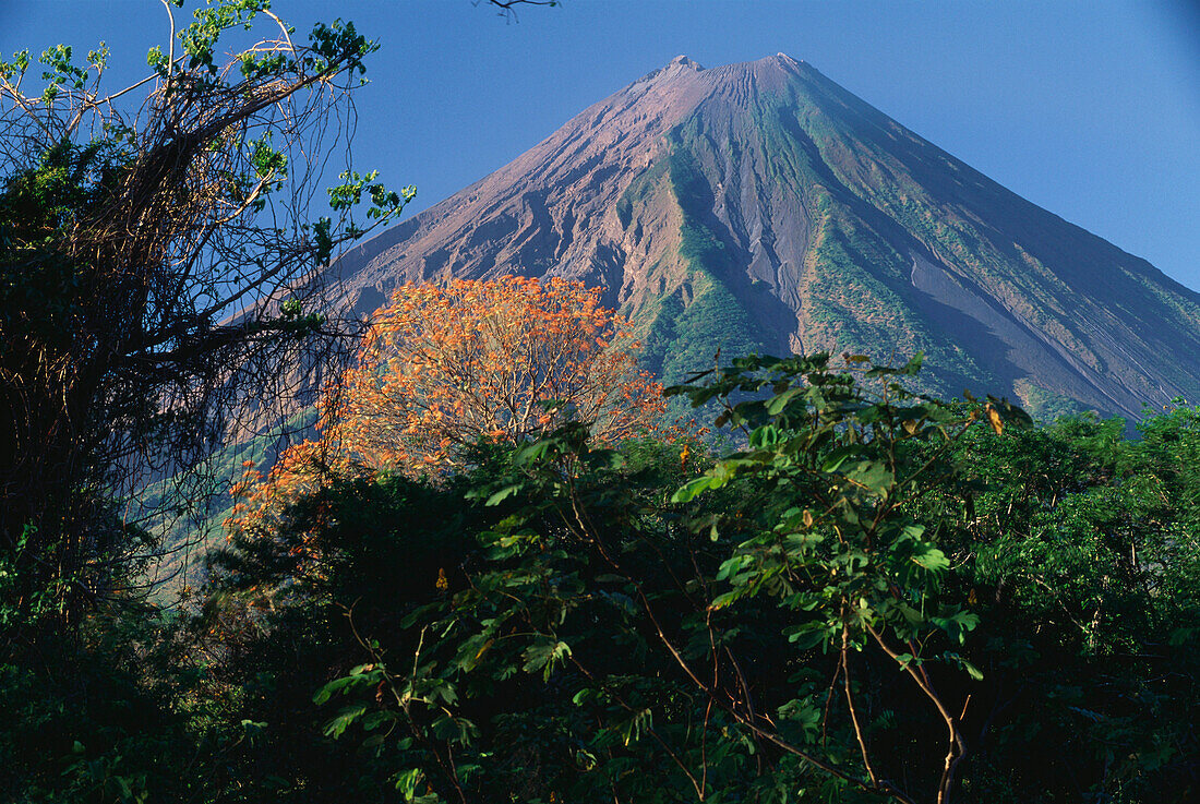 Vulkan Concepcion und Elequeme Baum, Isla de Ometepe, Nicaragua See, Nicaragua, Zentralamerika
