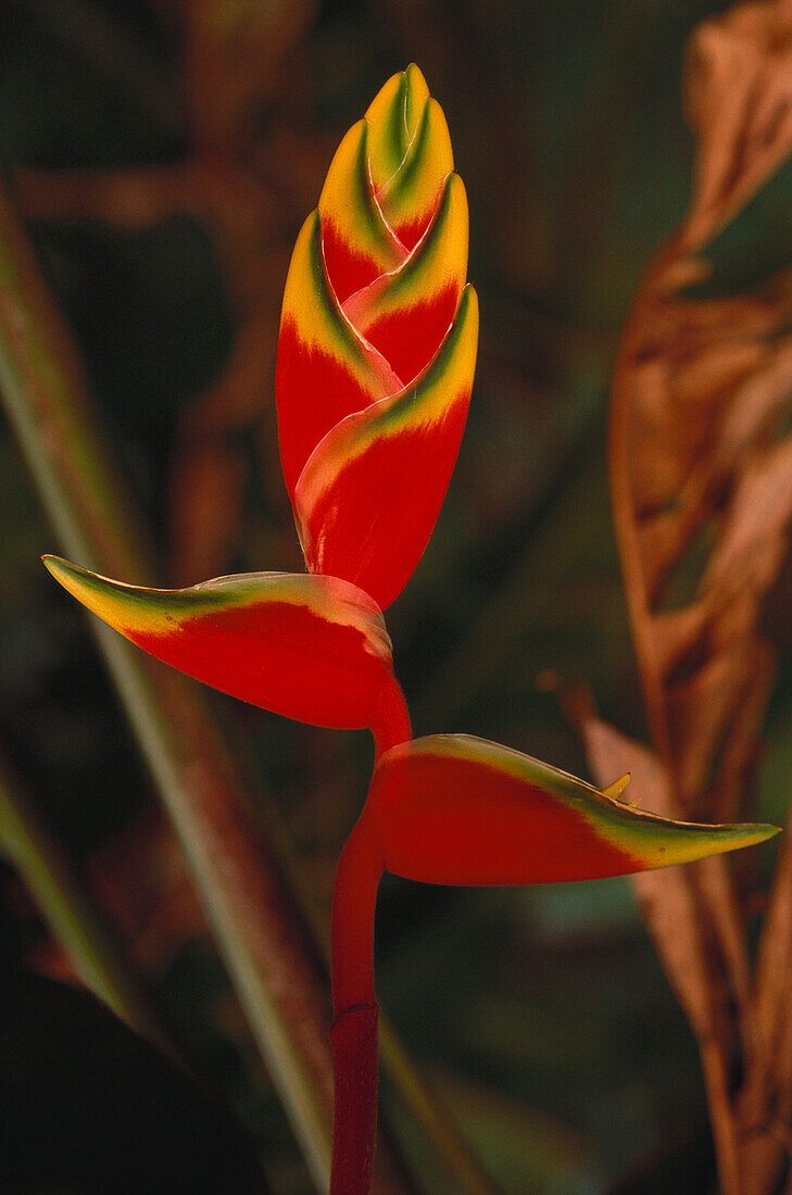 Heliconia flower, Subtropical Rainforest, Iguacu Waterfalls, Misiones, Argentina, South America