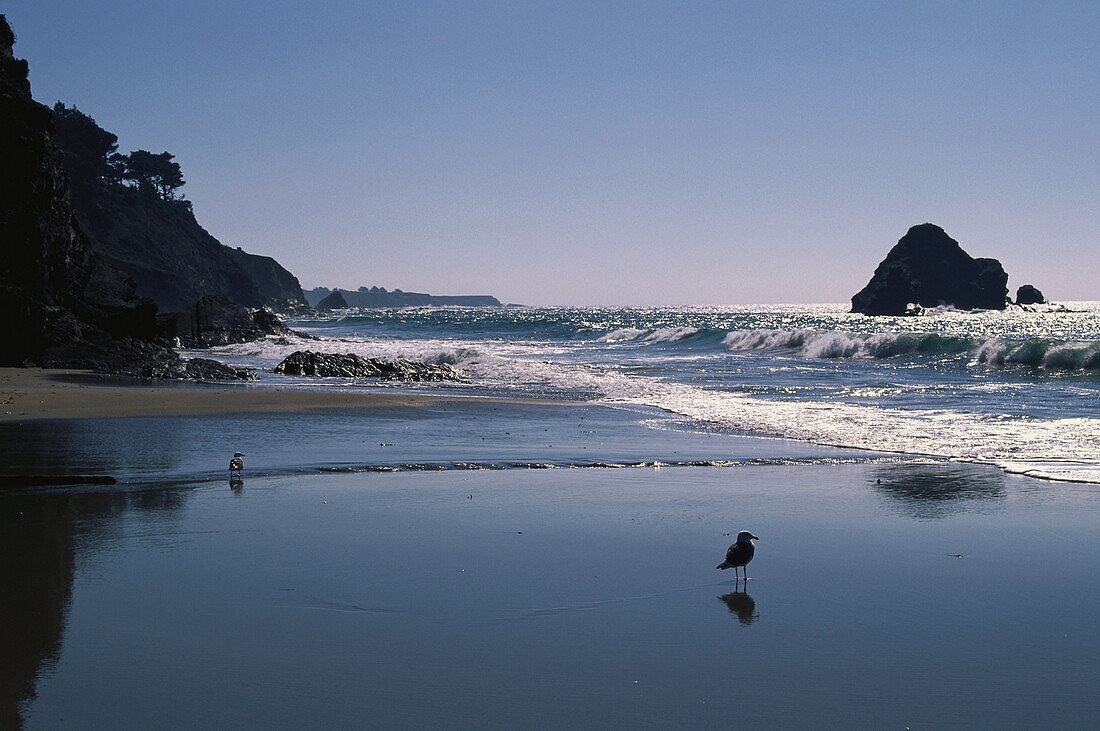 Coast at Anchor Bay, Route Nr. 1, Mendocino Country, California, USA