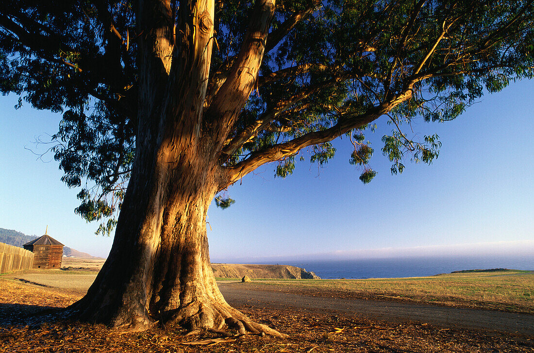 Coastal landscape with tree, Fort Ross, State Historiy Park, Route No. 1, Sonoma Country, California, USA