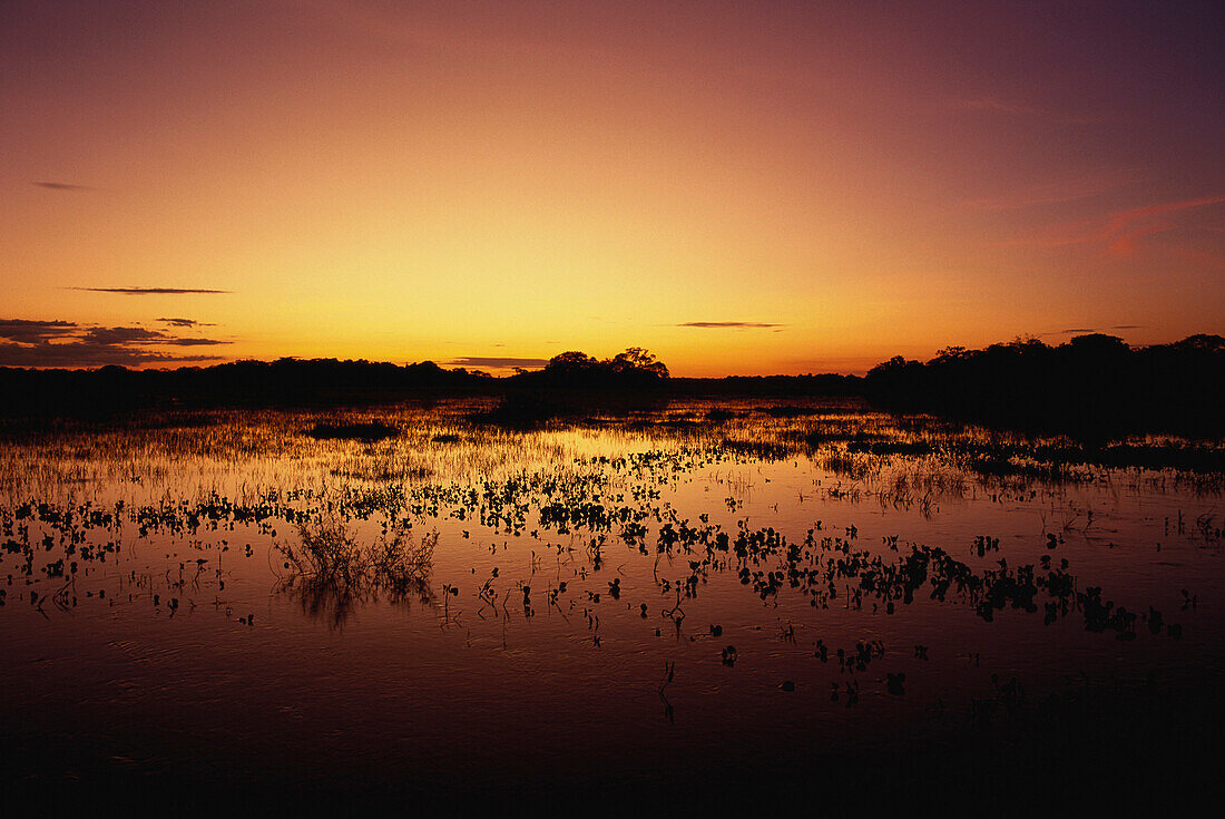 Überschwemmung während der Regenzeit, Pantanal, Mato Grosso, Brasilien, Südamerika
