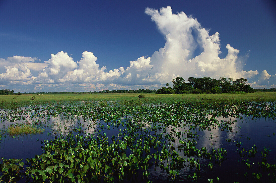 Überschwemmung während der Regenzeit, Wasserhyazinten, Pantanal, Mato Grosso, Brasilien, Südamerika