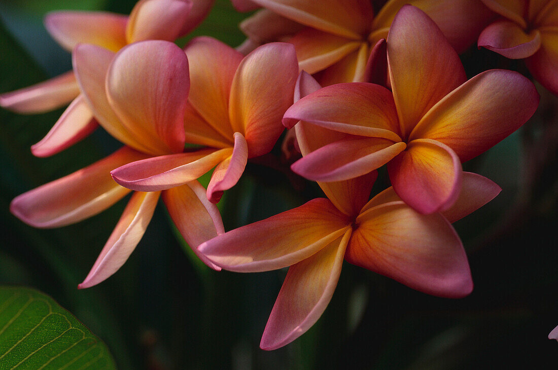 Nahaufnahme einer Blüte, Atlantischer Regenwald, Itatiaia, Nationalpark, Serra da Mantiqueira, Minas Gerais, Brasilien, Südamerika