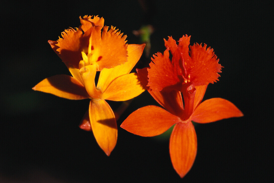 Nahaufnahme von Orchideen, Nebelwald, Naturreservat, Vulkan Mombacho, Nicaragua, Zentralamerika