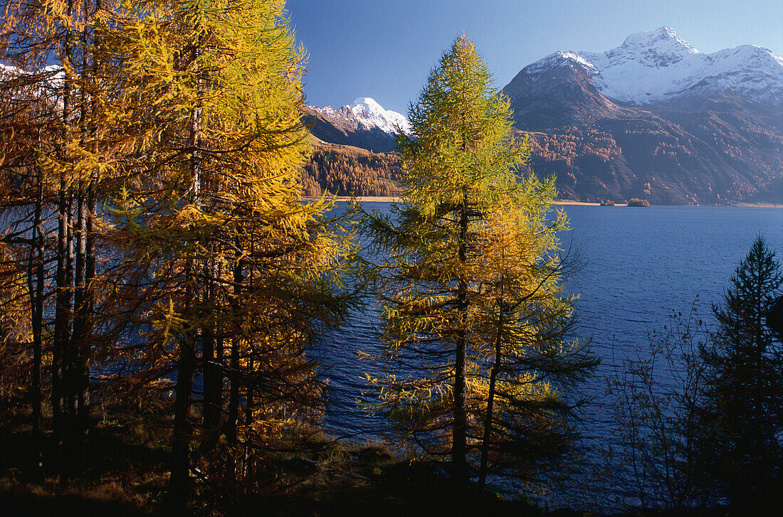 Lärchen mit Herbstfärbung am Silser See, Ende Oktober, Engadin, Graubünden, Schweiz