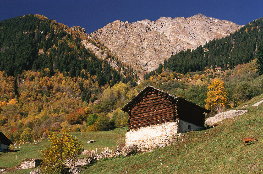 Dorf auf Talschulter, Scioragruppe, Bergell, Soglio, Graubünden, Schweiz