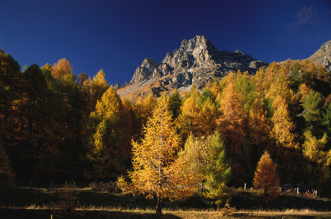 Herbstlicher Lärchenwald unter den Gipfeln von Grevasalvas, Malojapass, Bergell, Engadin, Graubünden, Schweiz