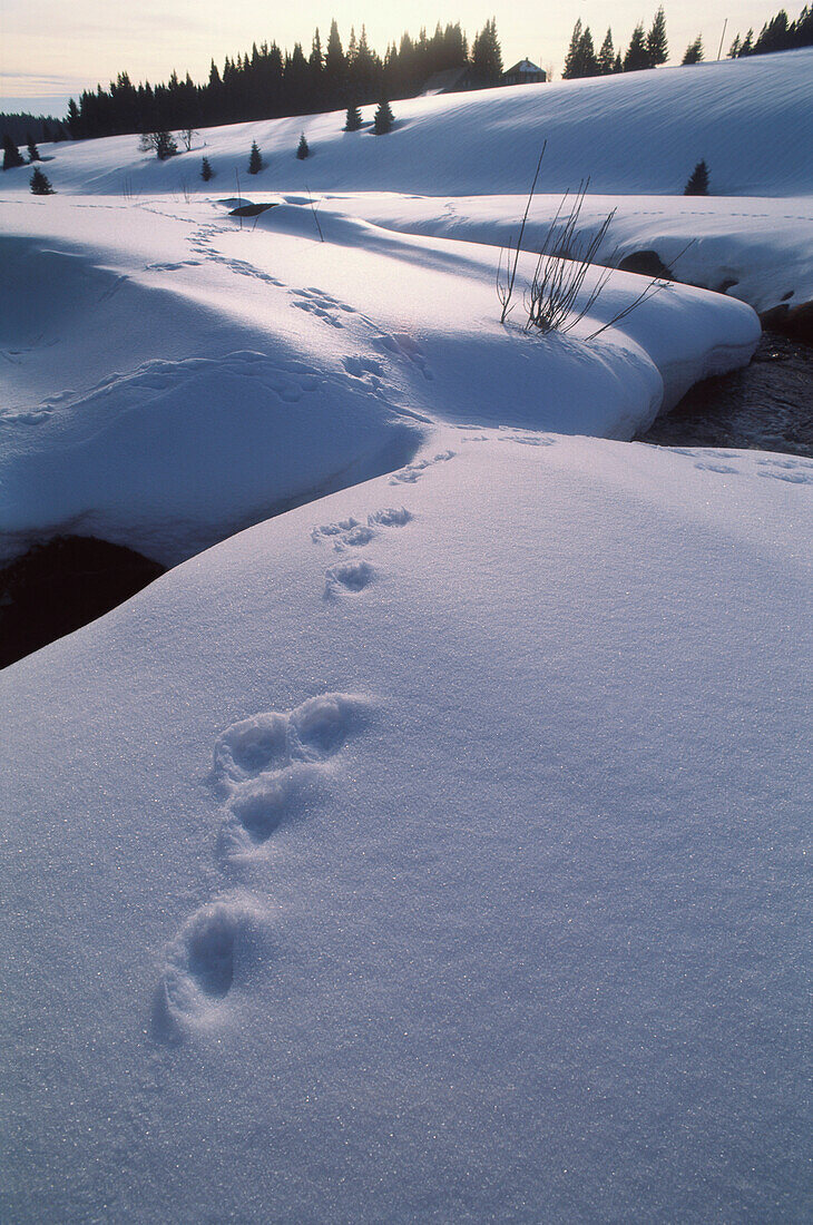 Rabbit tracks in the snow leading across stream, Sumava, Filipova Hut, Bohemian Forest, Czech Republic