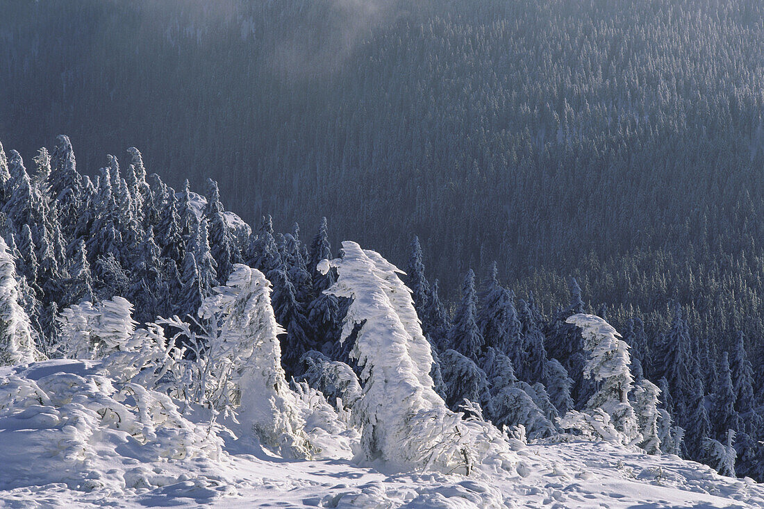 Snow covered crippled spruce trees, Bavarian Forest, Lower Bavaria, Germany