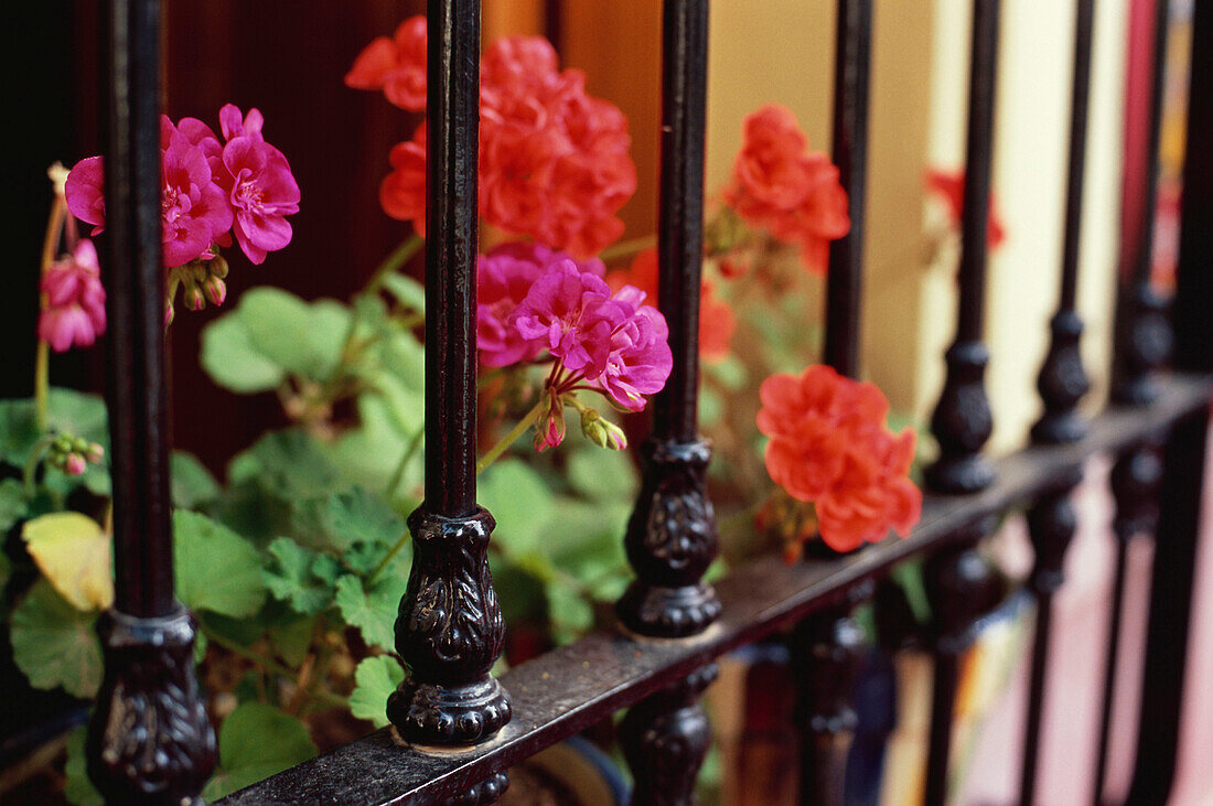 Iron barred window with geraniums in Nijar, Almeria province, Andalusia, Spain