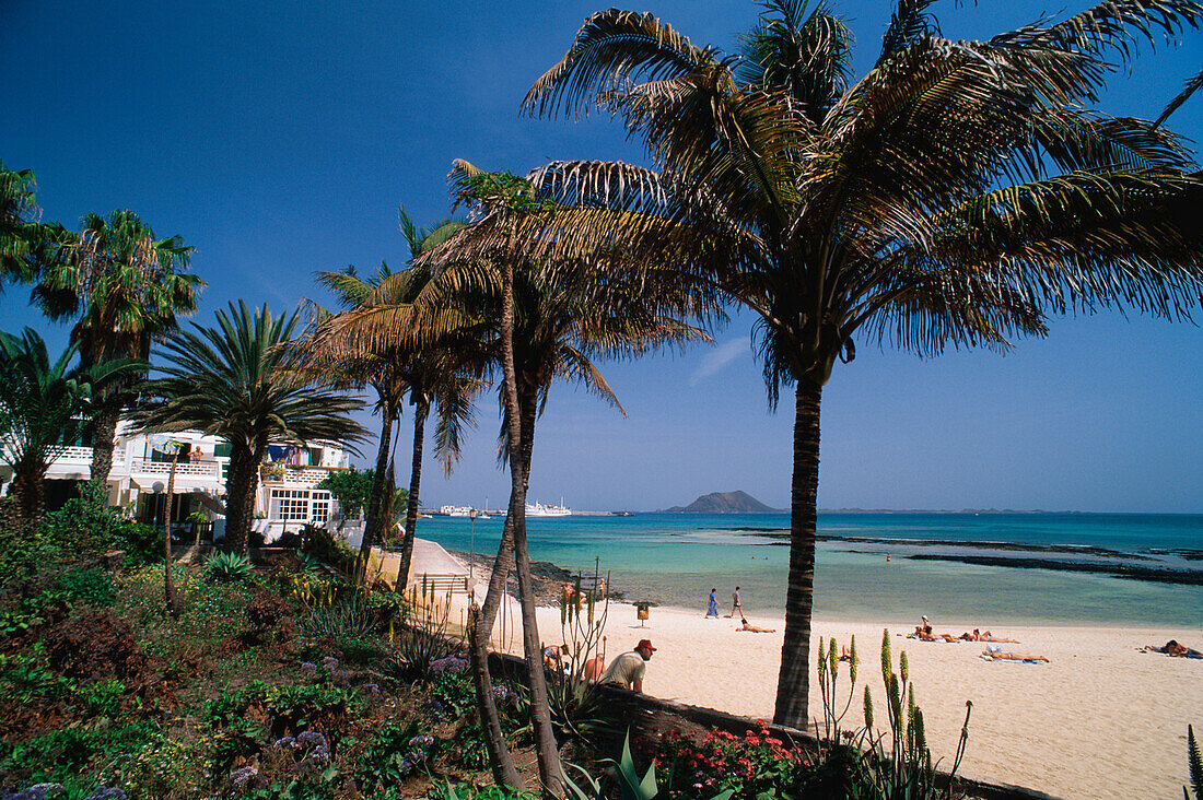 Stadtstrand mit Palmen, Insel Lobos im Hintergrund, Corralejo, Fuerteventura, Kanaren, Spanien