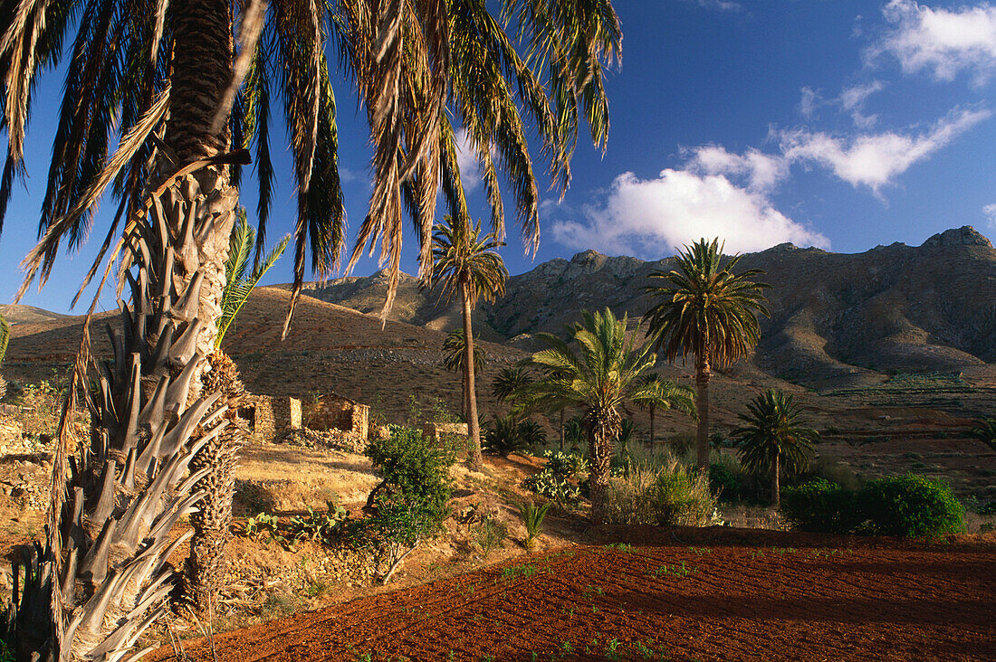 Oase, Palmental mit Feldern, Vega de Rio Palmas, Fuerteventura, Kanaren, Spanien