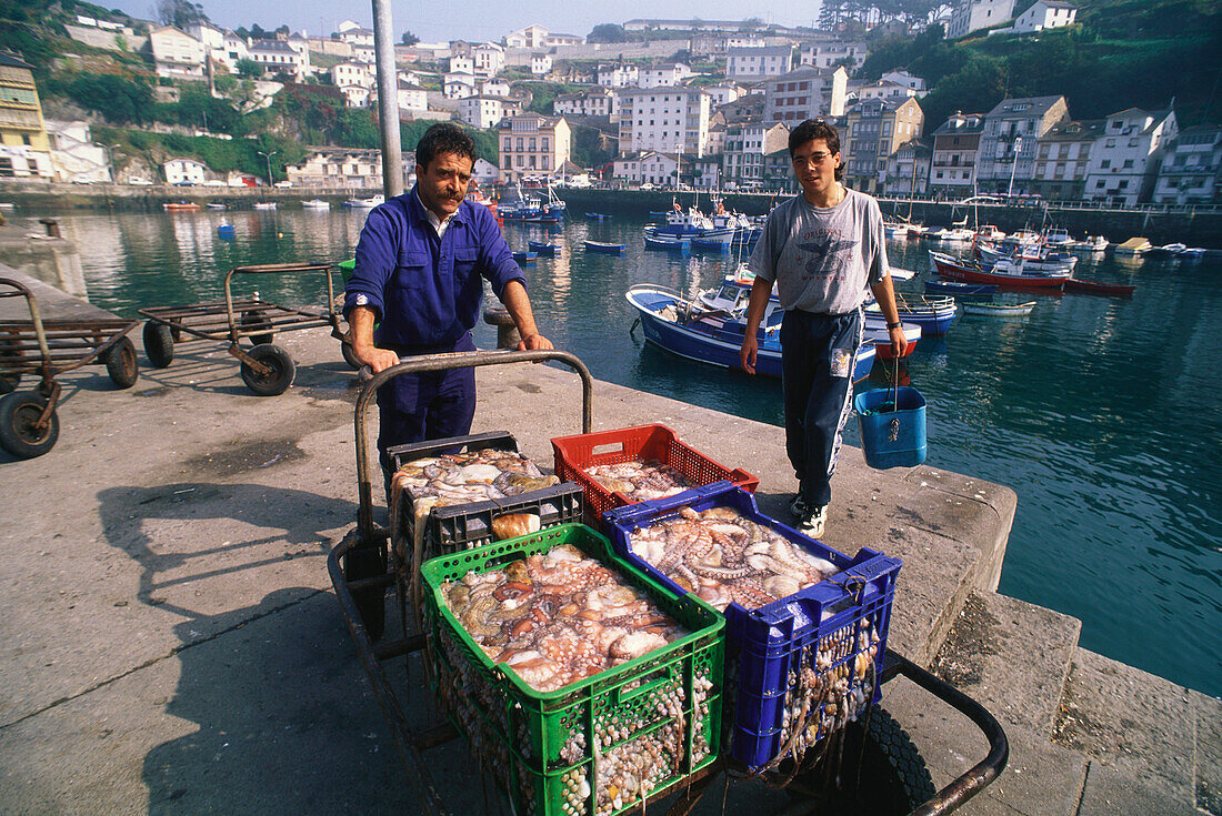 Zwei Fischer zeigen Körbe voll Tintenfische auf dem Kai im Hafen von Luarca, Asturien, Asturias, Costa Verde, Golf von Biskaya, Spanien
