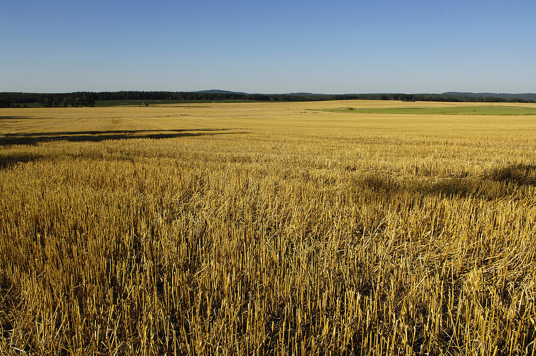 Cropped grain field near Tepla, Czech Republic