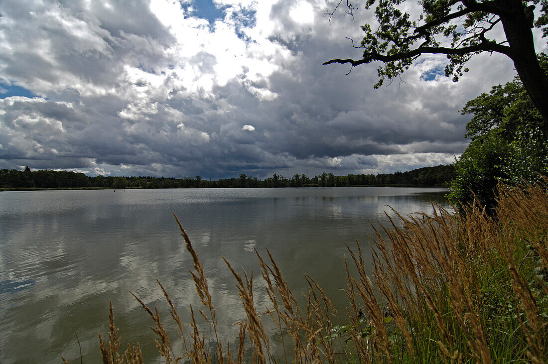 Carp pond, Trebon, Czech Republic