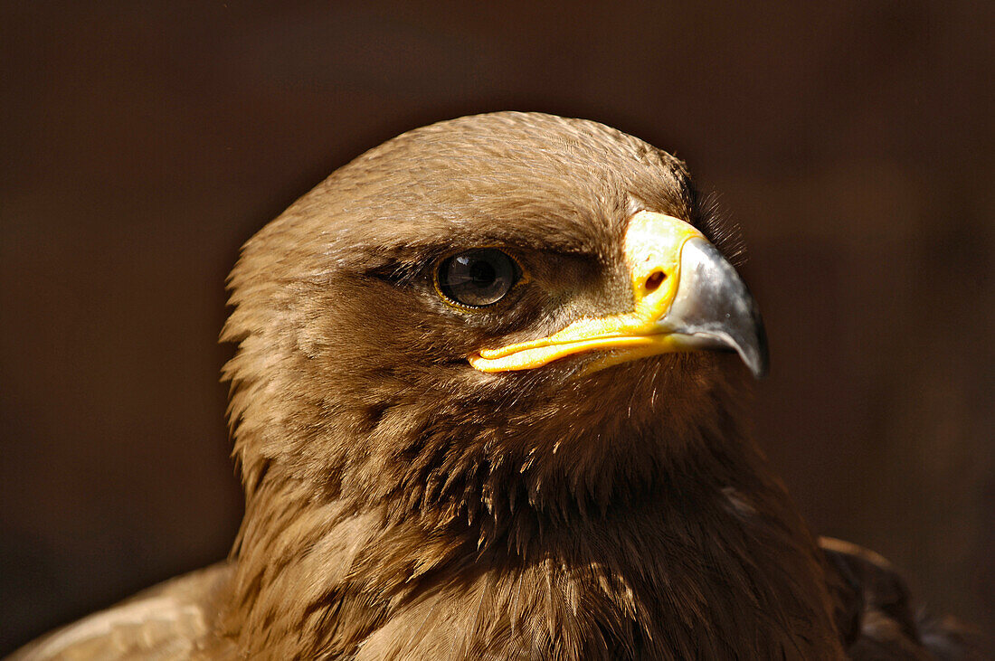 Portrait von einem Adler, Tschechien, Znojmo