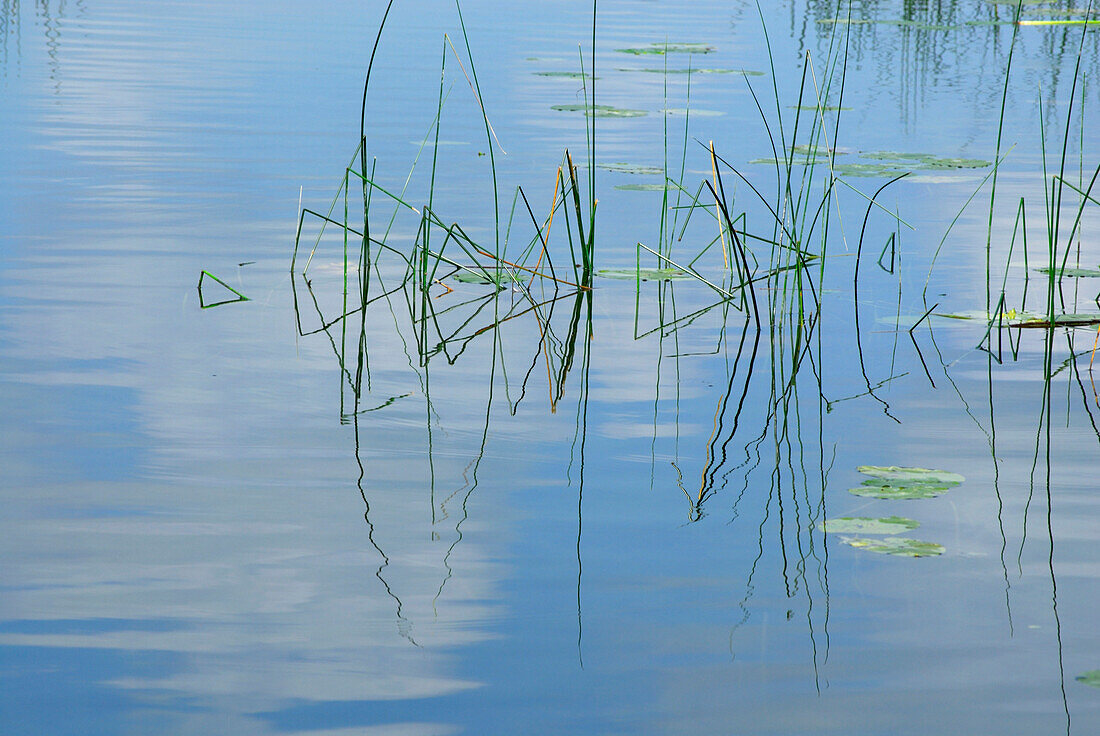 Schilf siegelt sich im Wasser, Fohnsee, Osterseen, Oberbayern, Bayern, Deutschland