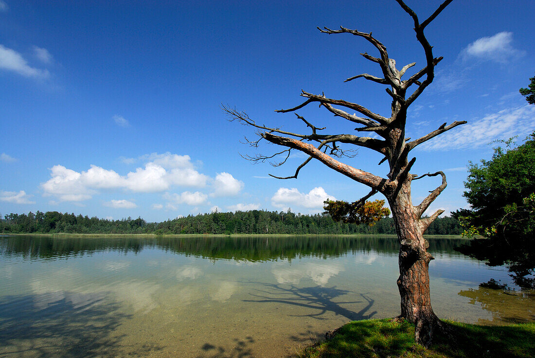 toter Baum am Fohnsee, Osterseen, Oberbayern, Bayern, Deutschland