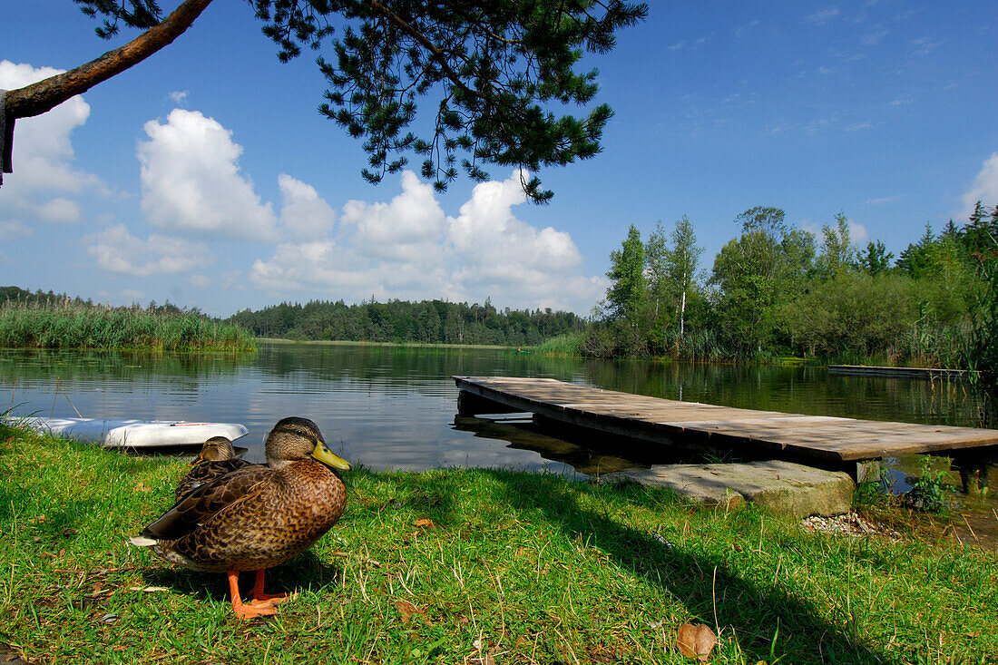 Enten, Surfbrett und Steg am Fohnsee, Osterseen, Oberbayern, Bayern, Deutschland