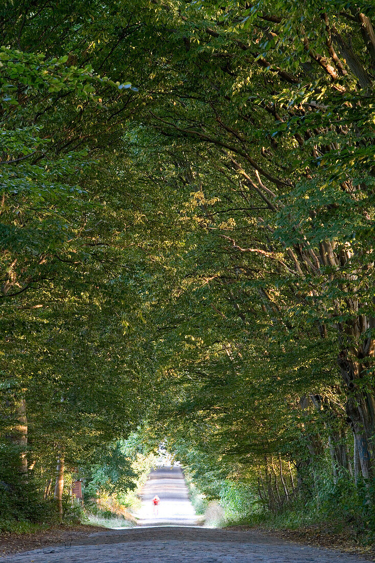 Avenue near Zirkow, Rügen, Baltic Sea, Mecklenburg-Western Pomerania, Germany