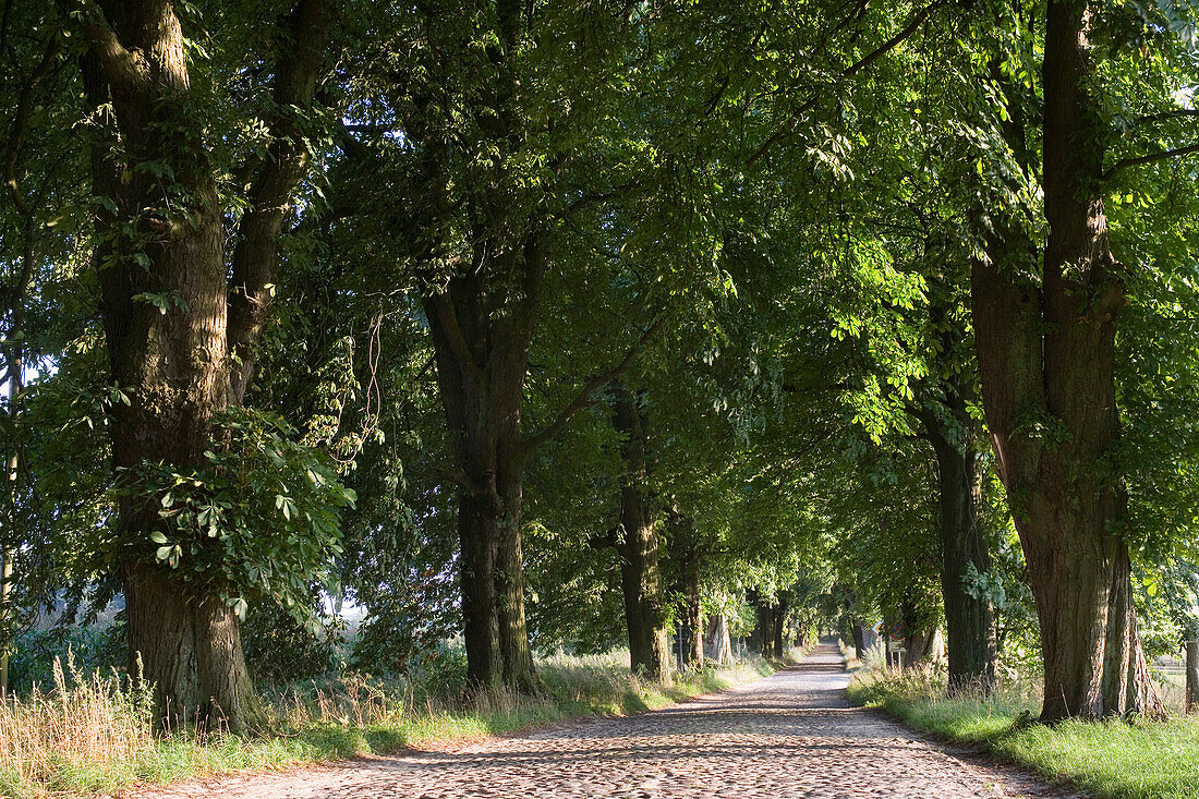 Allee bei Lancken-Granitz, Insel Rügen, Mecklenburg-Vorpommern, Deutschland