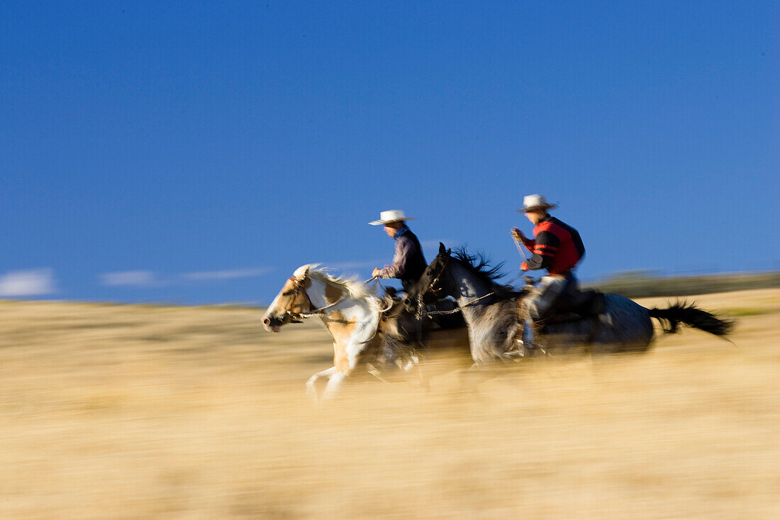 Cowboys riding, wildwest, Oregon, USA