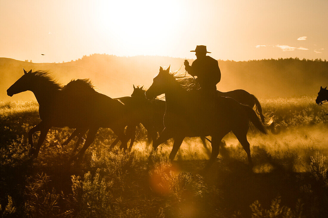 cowboy with horses at sunset, Oregon, USA