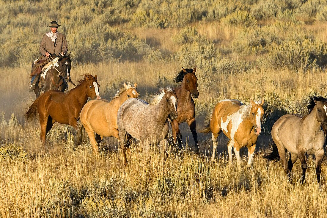 cowboy with horses, Oregon, USA