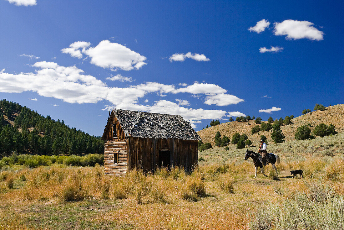 Cowboy mit Pferd bei Scheune, Wilder Westen, Oregon, USA