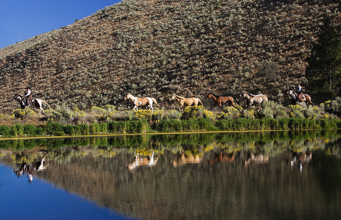 Cowboys mit Pferden, Oregon, USA