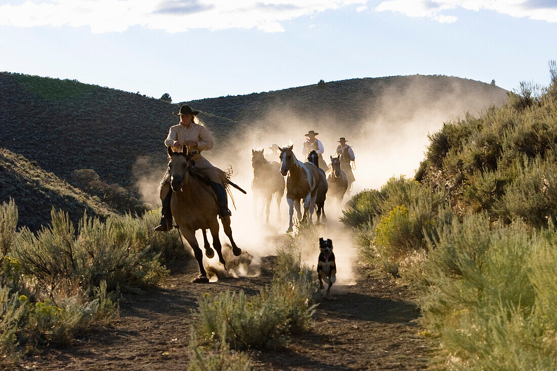 cowboys riding, Oregon, USA