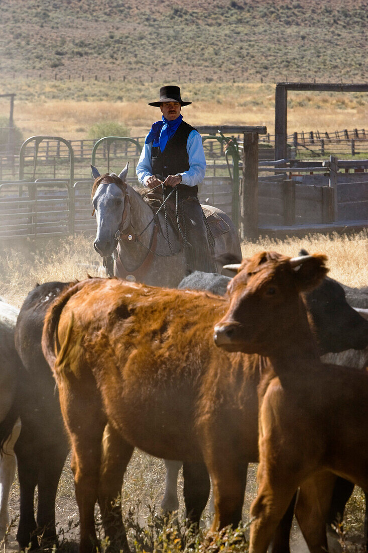 Cowboy mit Rindern, Oregon, USA