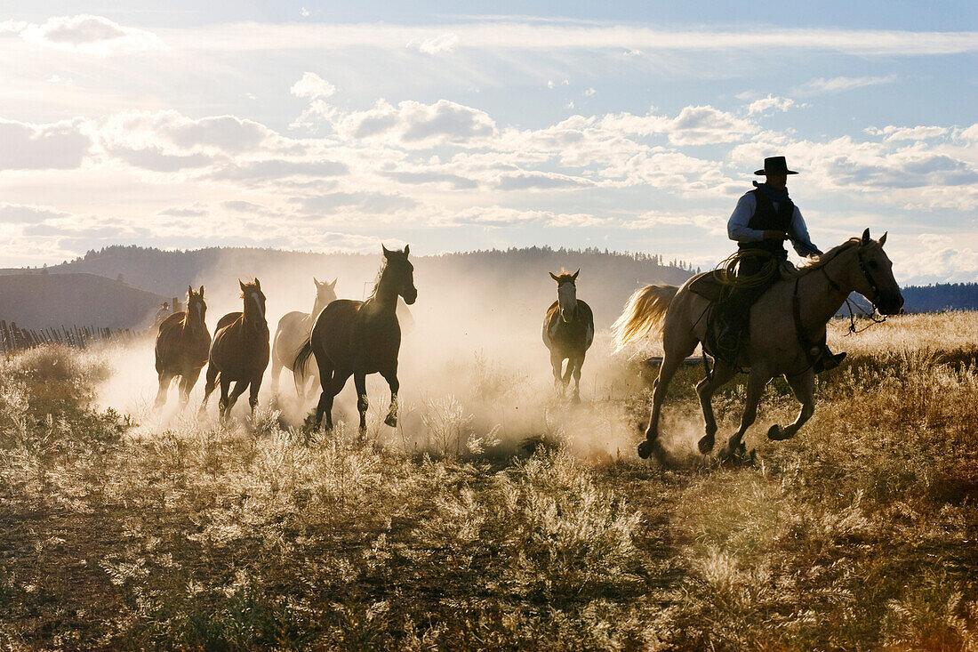 Cowboy mit Pferden, Oregon, USA