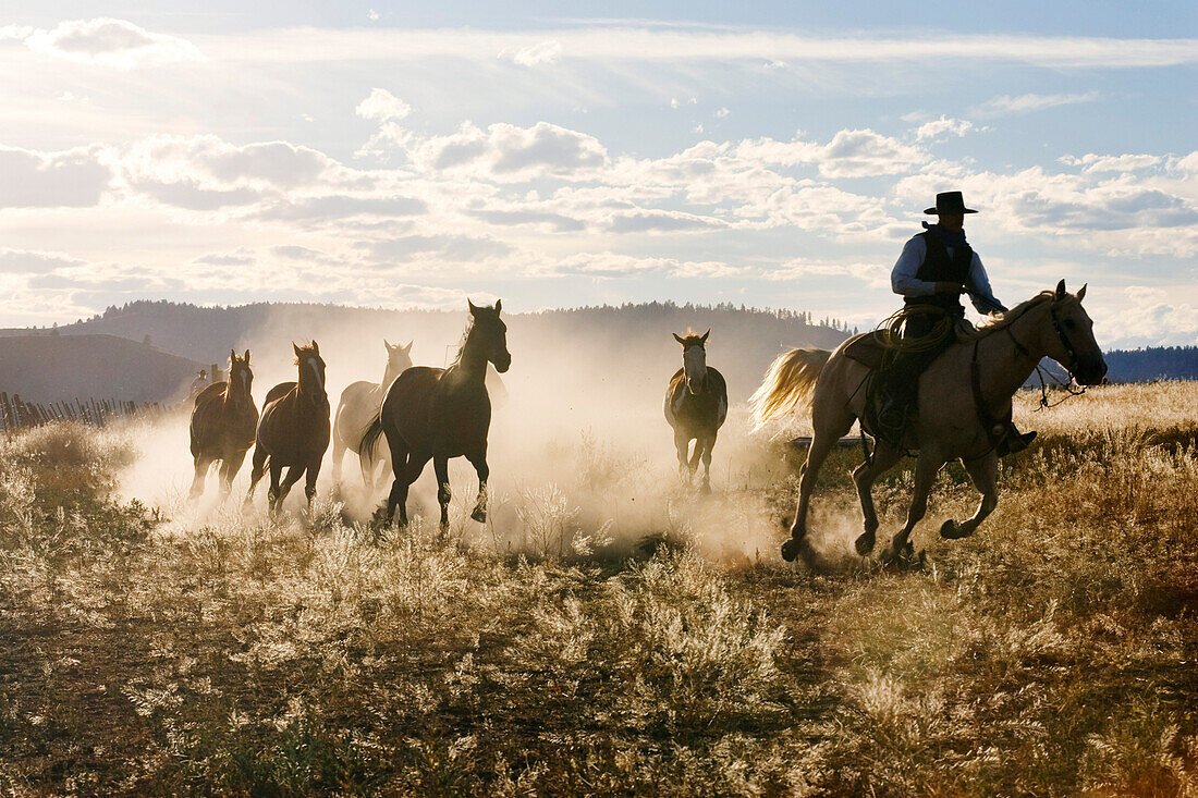 cowboy with horses, Oregon, USA