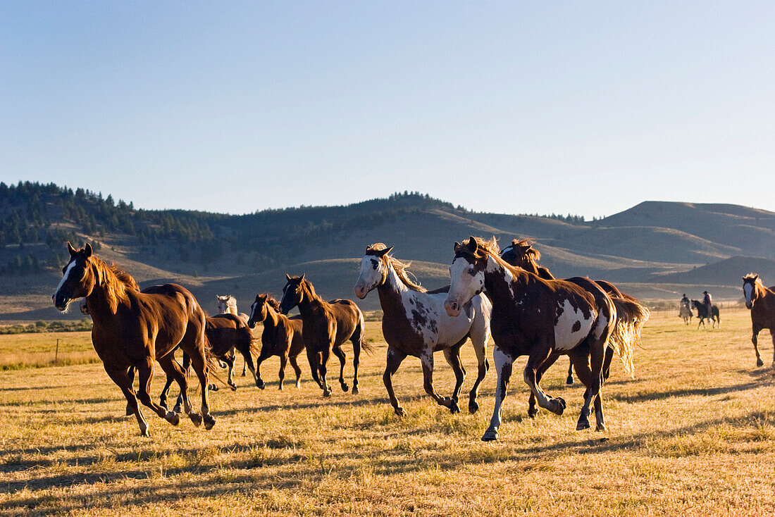 horses in wildwest, Oregon, USA