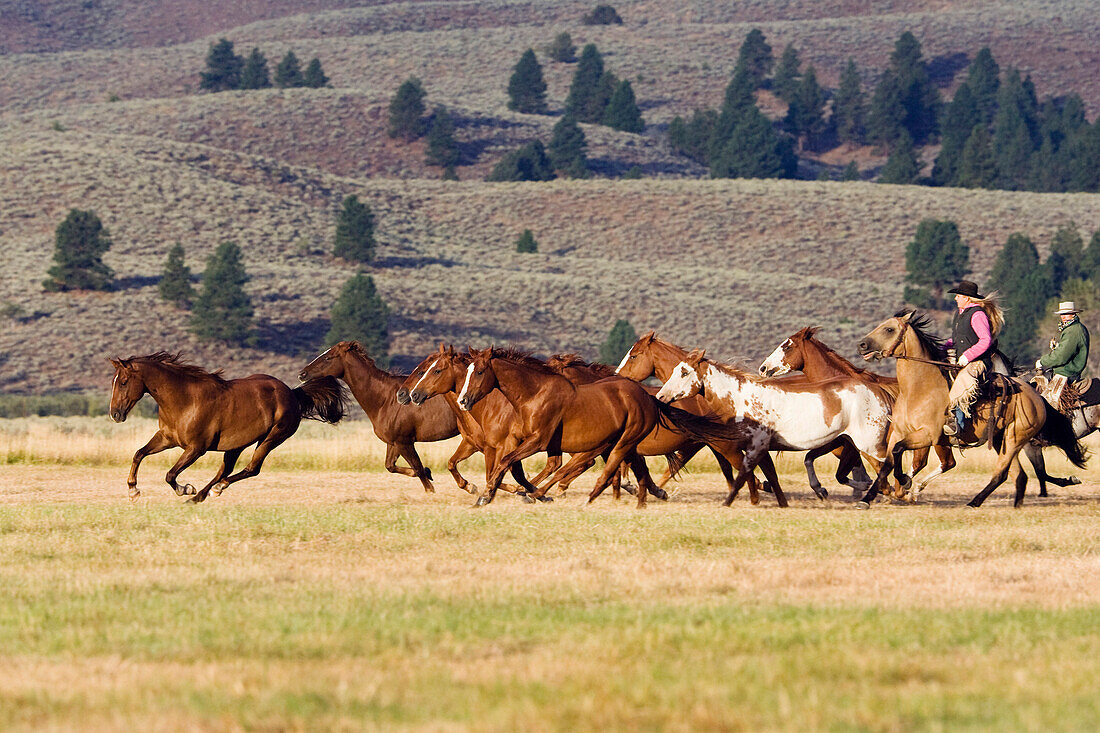 Cowboys mit Pferden, Oregon, USA