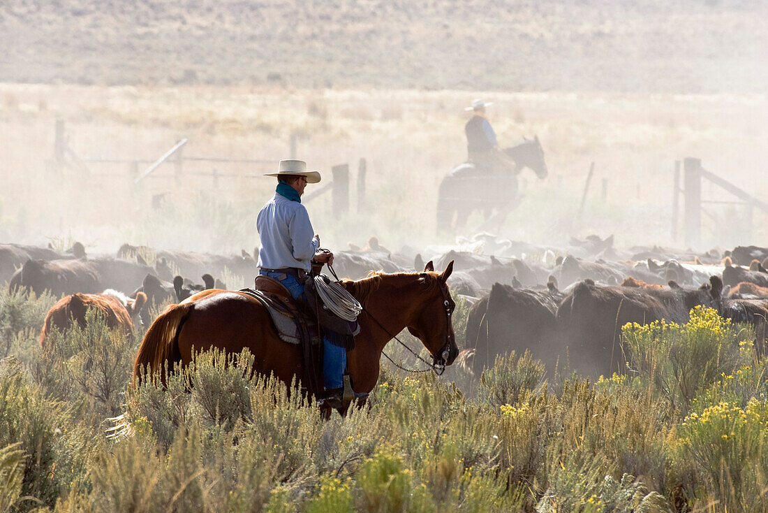 Cowboys treiben Rindern zusammen, Oregon, USA