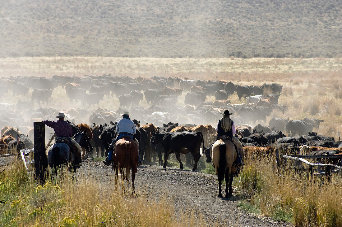 cowboys with cattle, Oregon, USA