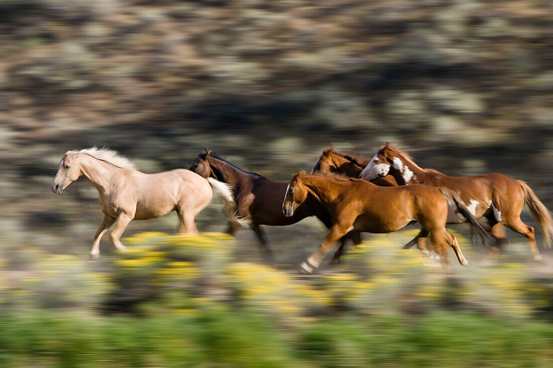 Horses in wildwest gallopping, Oregon, USA