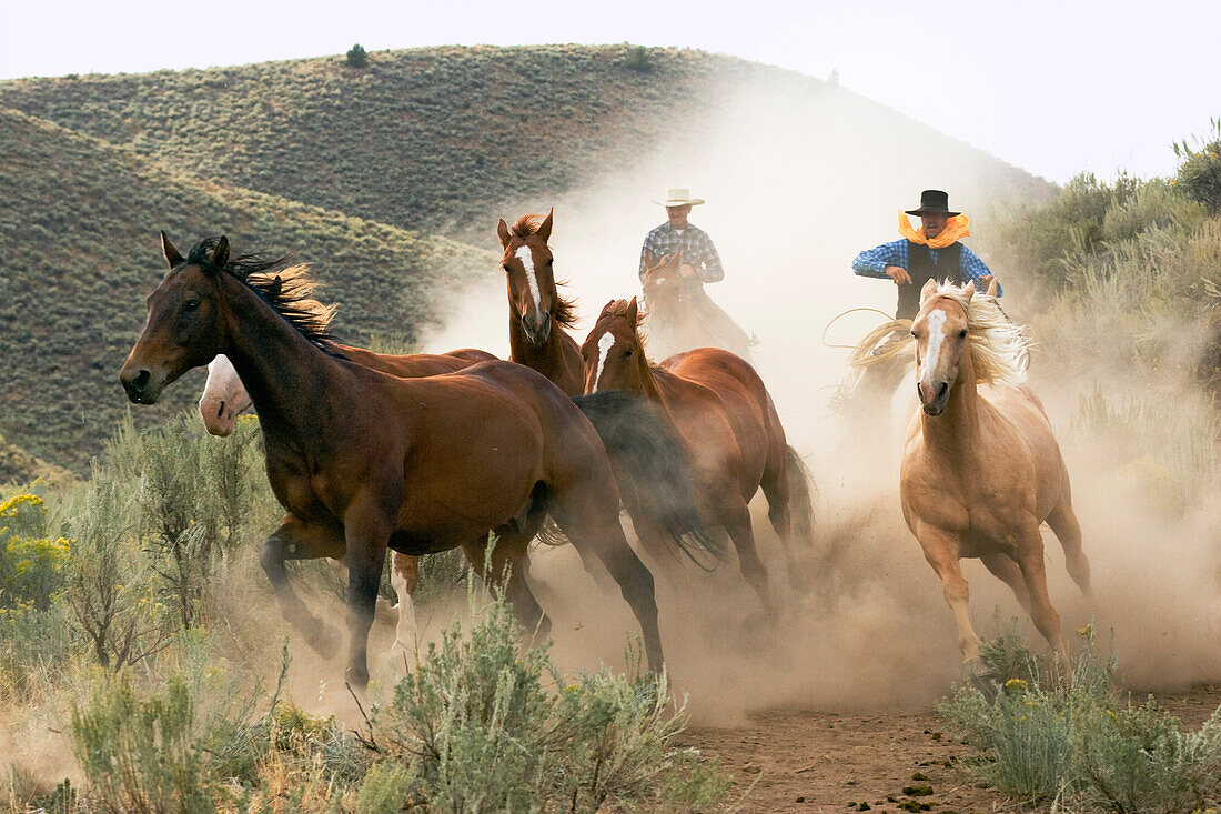 cowboy driving horses, wildwest, Oregon, USA