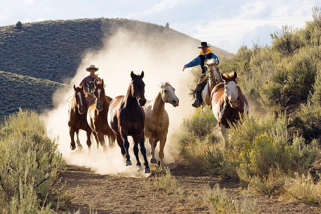 Cowboys treiben Pferde, Wilder Westen, Oregon, USA