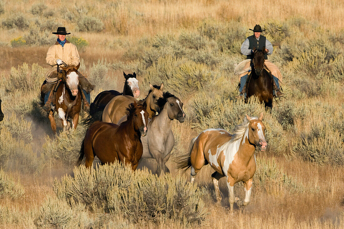 cowgirl and cowboy with horses, Oregon, USA